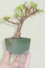 Cork Bark Jade Pre Bonsai Dwarf Mame Nice Nebari Portulacaria Flower