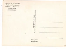 TARTUFO TUBER MELANOSPORUM COLLECTION DU CLUB TRUFFLE DU PERIGORD TRUFFLE Rare