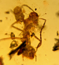 A101 BU624 Rare Worker Ant in Burmese Amber Burmite 99mya