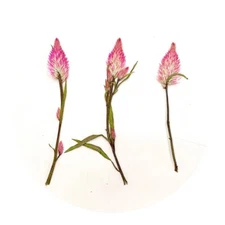 6PCS Real Pressed Dry Flamingo Feather Flower with stem leaves for art FHT06