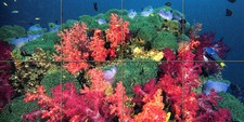 Art Underwater Ocean Ceramic Mural Backsplash Bath Coral Tile 289