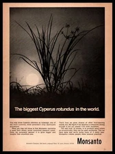 1968 Monsanto Company Nutsedge Cyperus Rotundus Crop Destroying Weed Print Ad