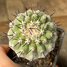 A13-885 Copiapoa columna-alba, CS29, Esmerald...