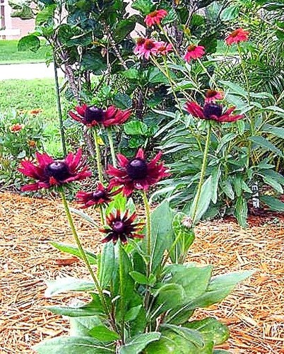 Rudbeckia hirta ‘Cherry Brandy’ x 50 seeds - Picture 2 of 3