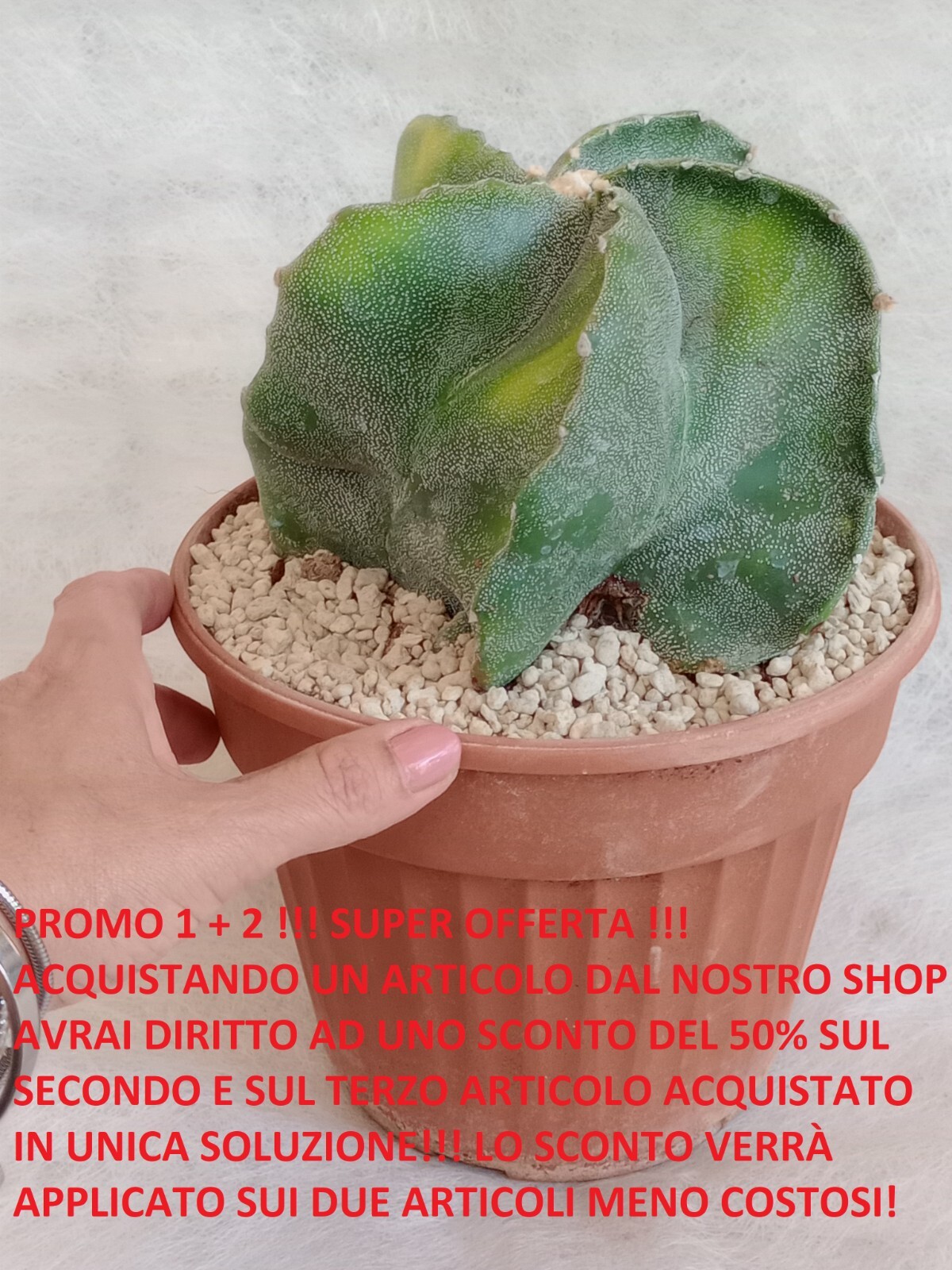 Astrophytum Myriostigma Variegato a spirale - vaso 18 cm - kg 2
