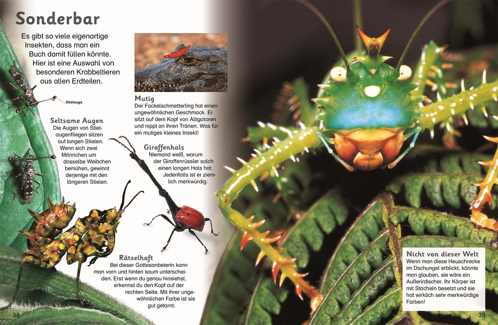 Thumbnail - Christa Hohendahl Memo Kids. Insekten Und Spinnentiere 9783831025886