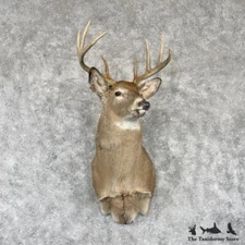 #30248 N | Whitetail Deer Taxidermy Shoulder Mount For Sale