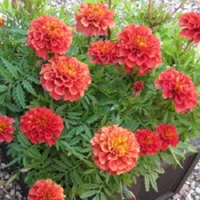 SEMILLAS DE FLORES RUBIAS FRESAS DE CALÉNDULA Semillas de flores de caléndula que cambian de color