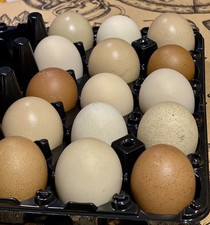 Olive/mossy Egger Hatching Eggs 6 