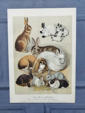 Antique 1891 Fancy Pet Rabbits Breeds Book Print Bunny Rabbit Picture F A Lydon