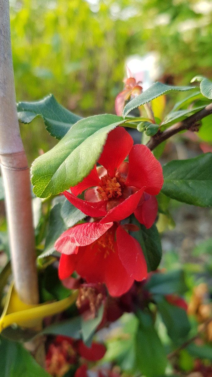 Cognassier du Japon rouge en conteneur pour fleurir un grand balcon ou terrasse