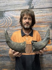 Male Buffalo Bison Horn Pair Animal Mount Western Cabin Decor Art Craft Odd Yard