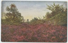 Scotland Scotch Heather Sweet Nature 1913 Tuc...