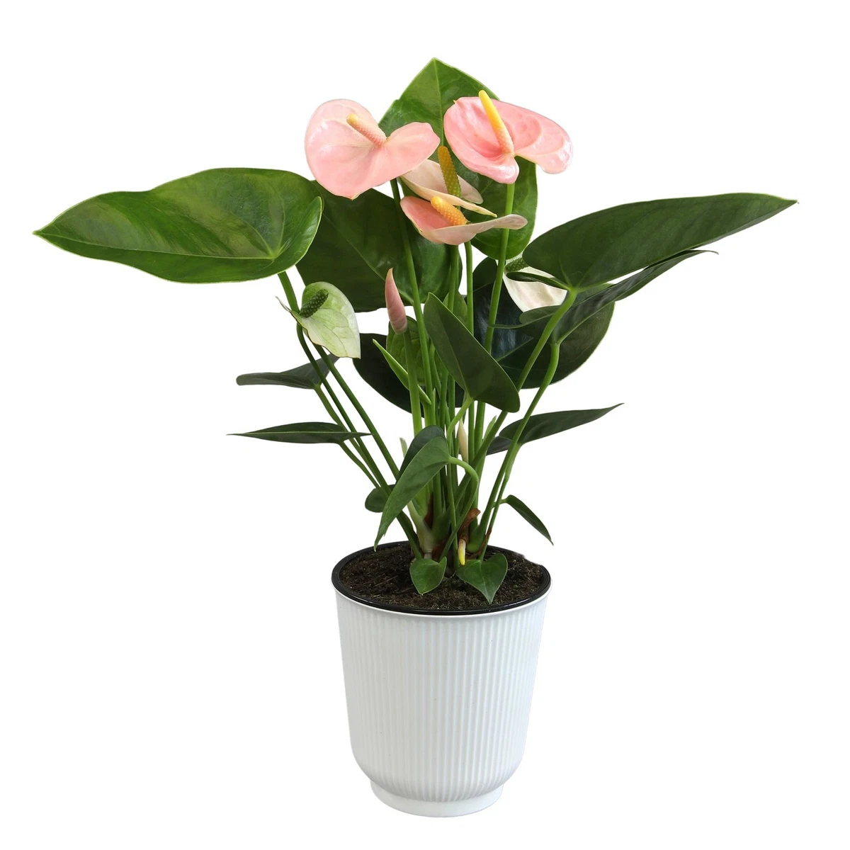 Anthurium In Perennial Flower & Plant Seeds for sale | eBay