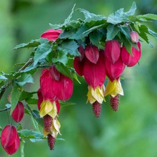 Abutilon megapotamicum - Flowering Maple - Plant in 2 L Pot