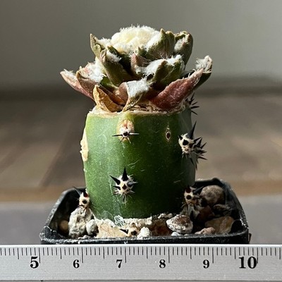 28-1255 Cactus hybr (scaph x agavoides) (Grafted)