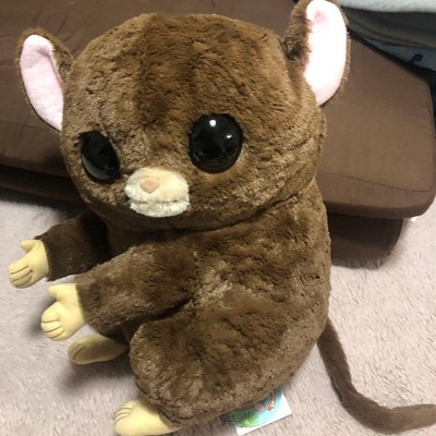 Philippine Tarsier