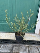 Ceanothus Edinburgh 3 Litre Pot Large, Long Lasting Blue Flowers