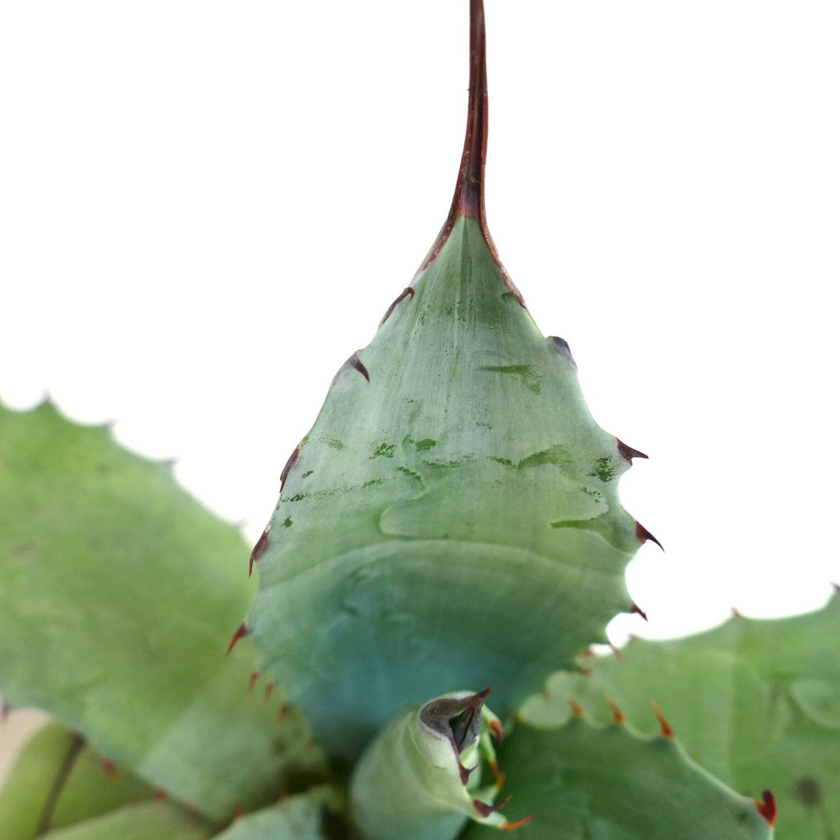 Agave cerulata X eborispina X ovatifolia GREEN clone - NO