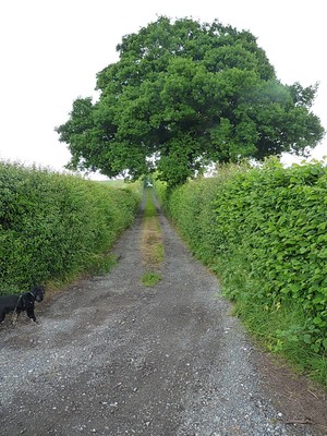 Photo 6x4 Access road to Rydal Mount Cold Hatton Heath  c2016