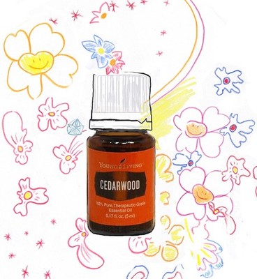 CEDARWOOD Zedernholz Cedar Zeder Ätherisches Öl  5 ml  YOUNG LIVING