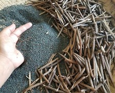 Egyptian Spinach, Jute, Saluyot Seeds -3000 Seed Ct.