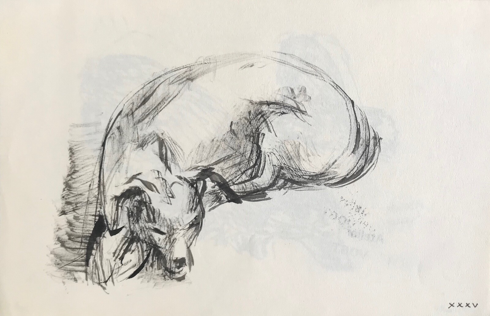 Hélène Vogt original ink drawing of a dog 30