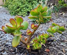 Rooted Jade Crassula Ovata Cactus Succulent Live Plant 9 inchs See Pictures!