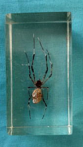 100% original exotic beetles real insects in resin (24)