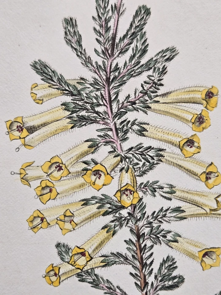 Erica CurvifloraHeath 1818/grabado antiguo placa de cobre Curtis Botanical 1984 Foto 4 de 4