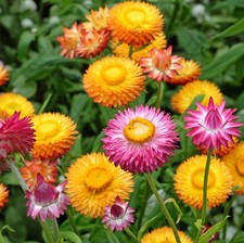 Sultane Strawflower Mix Color - Pack 100 Seeds - Annual White Blooms Plant