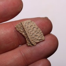Crocodile Scute - Ridged Dinosaur Age Fossil Cretaceous - Hell Creek Formation