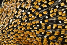 Jungle Cock Nails from Lucas Collection