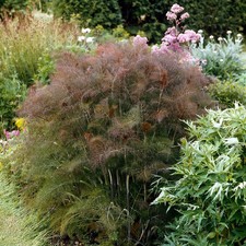 Bronze Fennel Seeds  Edible Leaf Fennel  Heirloom  Free Ship  Herb Seed 1141