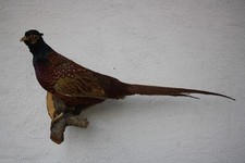 Tierpräparat Fasan, Fasanenhahn, Jagdfasan, Jagd, Trophäe, Deko, Vintage