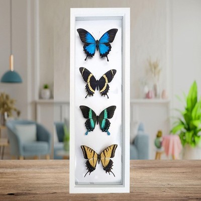 Gerahmtes Schmetterlingskollektion: Elegantes Wohndeko-Display