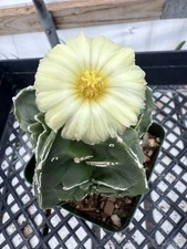 ASTROPHYTUM MYRIOSTIGMA FUKURYU NUDUM