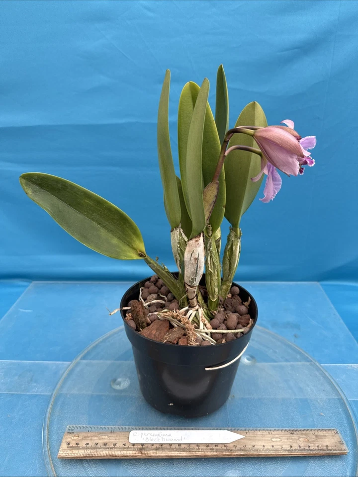 Cattleya percivaliana ‘Black Diamond’ Purple Pink Species Orchid Eros 7” Pot - Image 4 of 4