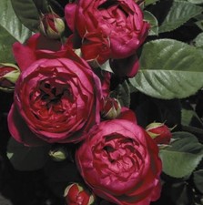 FLORIBUNDA  ROSE  ASCOT BARE ROOT GARDEN ROSE,PERNNIAL PLANTS