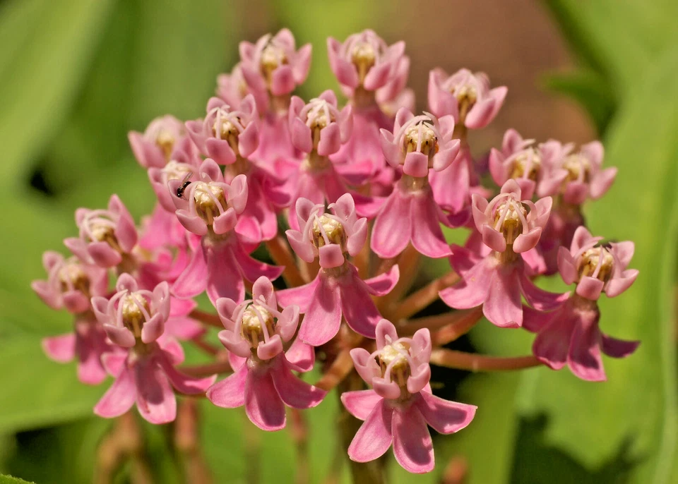 500 SWAMP MILKWEED Seeds (Asclepias incarnata) Perennial Butterfly Garden Flower - Image 3 of 3