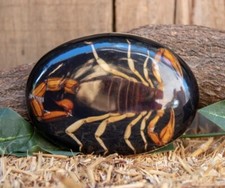 Real SCORPION ALACRAN EPOXY oval western belt buckle