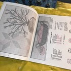 Vintage Fruits of the Seasons CROSS STITCH patterns Rain Drop BOOK #14 Apples — photo 8