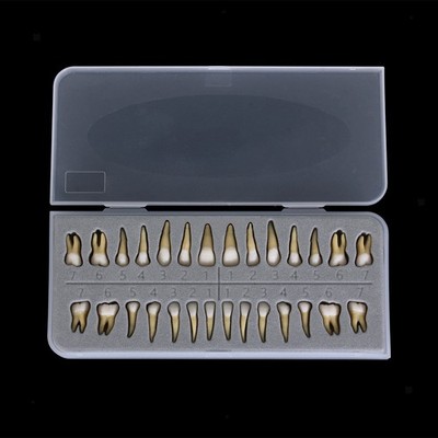 28 Pcs Dental 1:1 Permanente Zähne Demonstration Teach Study Model #Zahnmodell