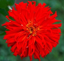 Beautiful Red Giant Cactus Zinnia Seeds 100+ Seeds BUY 4 GET FREE  SHIPPING