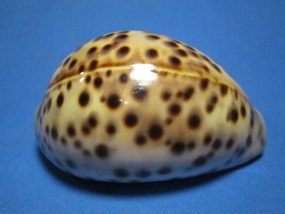 Cypraea tigris (Linnaeus,1758) ''BEAUTIFUL; CREAMY YELLO -ORANGE  (80.1mm)
