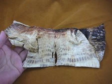  G471-43 10" Gator ALLIGATOR hide underside scrap leather piece croc craft
