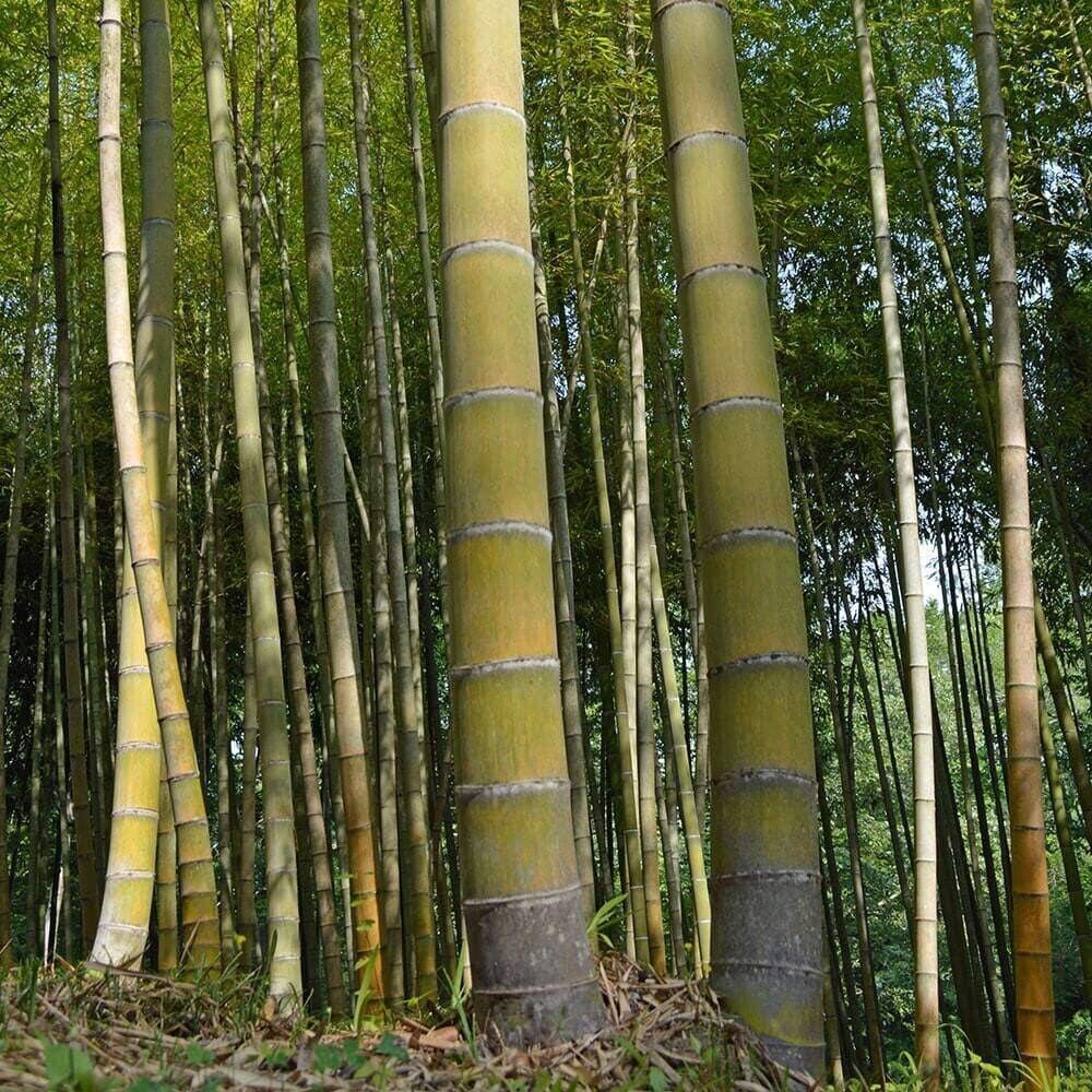 60+ MOSO Bamboo Seeds. Giant Phyllostachys edulis. USA Seller, Fast Shipping
