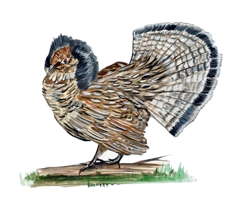 EASTARD BEACH DECALS Ruffed Grouse Bird Sticker Decal Home Office Dorm Kitchen Wall Tablet CPU Cell