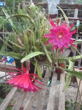 Epiphyllum Pink Disocactus ackermannii "Pink Orchid" Cactus 1 x Rooted Cutting.