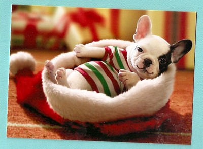 bulldog with santa hat